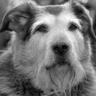 Portrait of an old dog